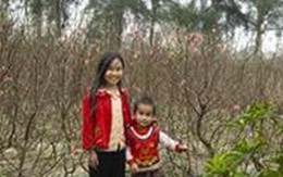 Hà Tĩnh cũng có đào giống Nhật Tân